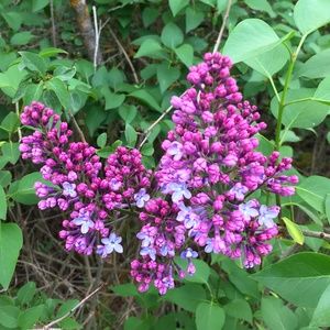 Meet your Posher, Karista